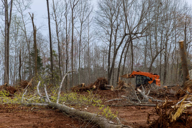 Best Lot and Land Clearing  in Killeen, TX